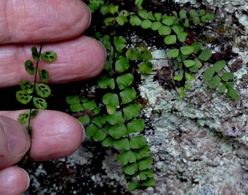 image of Asplenium trichomanes, Maidenhair Spleenwort