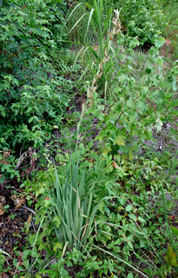 image of Gladiolus dalenii ssp. dalenii, Gladiolus