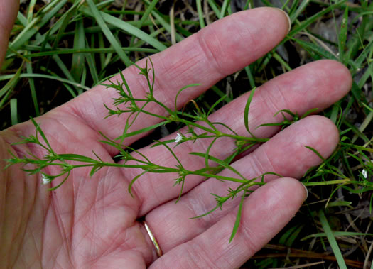 Polypremum procumbens, Juniperleaf, Polypremum, Rustweed