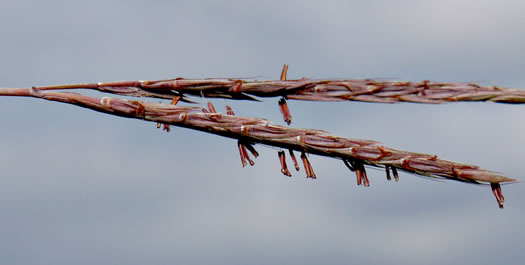 image of Andropogon gerardi, Big Bluestem, Turkeyfoot