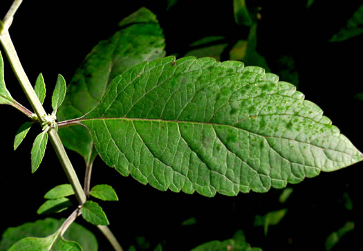 image of Scutellaria incana var. punctata, Hoary Skullcap, Downy Skullcap