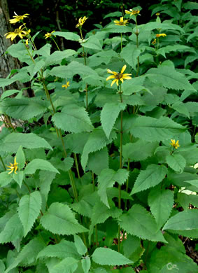 image of Heliopsis helianthoides var. helianthoides, False Sunflower, Eastern Oxeye, Eastern Sunflower-everlasting, Smooth Oxeye