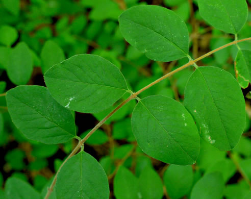 image of Symphoricarpos orbiculatus, Coralberry, Indian Currant, Buckbrush