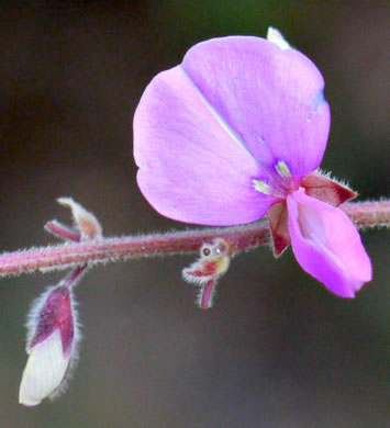 image of Desmodium viridiflorum, Velvety Tick-trefoil, Velvety Tick-clover