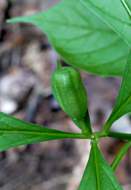 image of Cubelium concolor, Eastern Green-violet