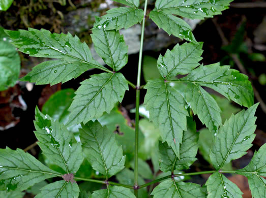 image of Cicuta maculata var. maculata, Water-hemlock, Spotted Cowbane