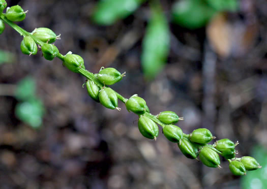 image of Chamaelirium luteum, Fairywand, Devil's Bit