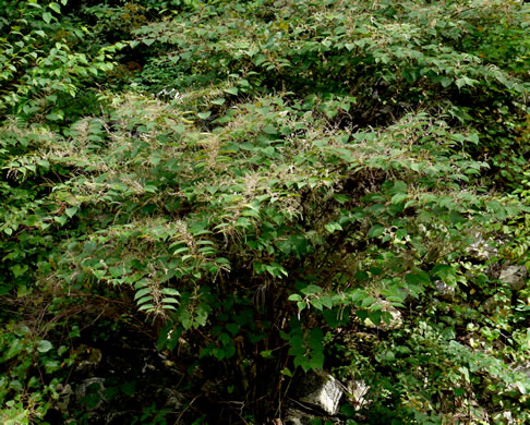 image of Reynoutria japonica var. japonica, Japanese Knotweed, Japanese Bamboo, Japanese Buckwheat