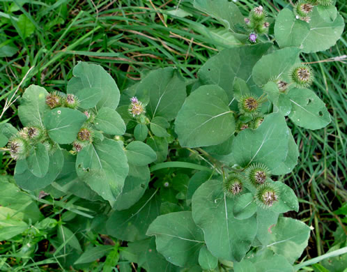 image of Arctium minus, Lesser Burdock, Common Burdock