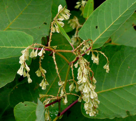 image of Reynoutria sachalinensis, Giant Knotweed, Sachaline