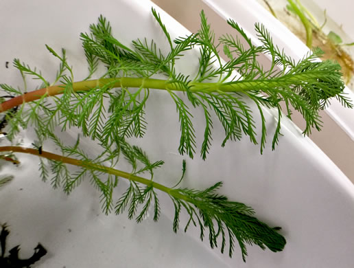 image of Myriophyllum aquaticum, Parrot-feather