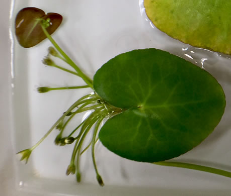 image of Nymphoides cristata, Crested Floating Heart, Water Snowflake