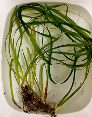 image of Vallisneria americana, American Eelgrass, Water-celery, Tapegrass, Vallisneria