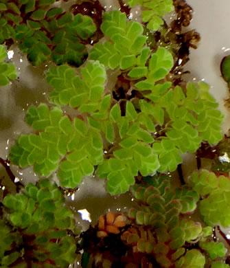 image of Azolla caroliniana, Carolina Mosquito-fern, Eastern Mosquito-fern, Water Fern