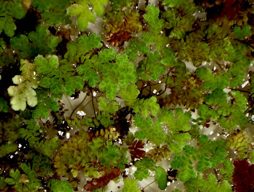 image of Azolla caroliniana, Carolina Mosquito-fern, Eastern Mosquito-fern, Water Fern