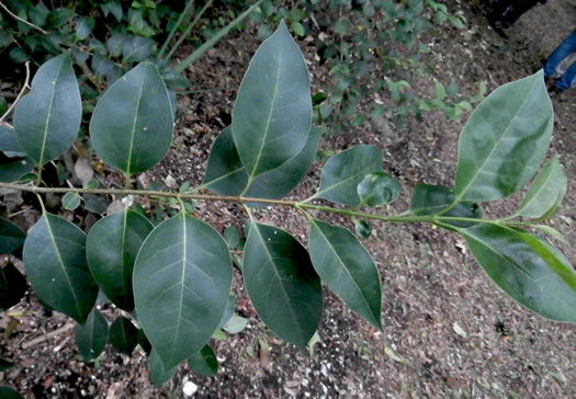 image of Ligustrum lucidum, Glossy Privet, Broadleaf Privet