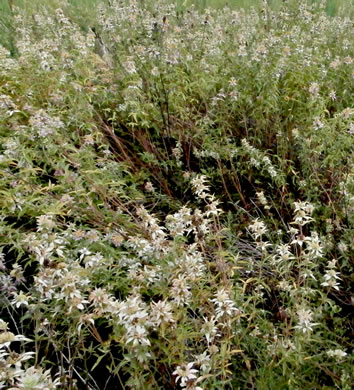 image of Monarda punctata var. punctata, Eastern Horsemint, Spotted Beebalm