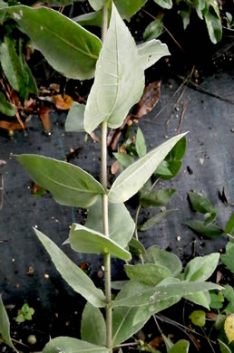 image of Helianthus mollis, Downy Sunflower, Ashy Sunflower, Gray Sunflower