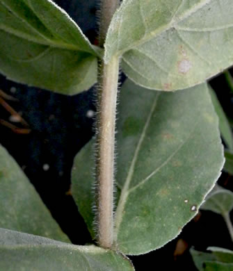 image of Helianthus mollis, Downy Sunflower, Ashy Sunflower, Gray Sunflower