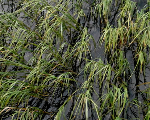 image of Spartina alterniflora, Saltmarsh Cordgrass, Smooth Cordgrass