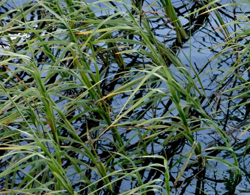 Saltmarsh Cordgrass