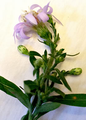 image of Symphyotrichum cordifolium, Heartleaf Aster, Common Blue Wood Aster