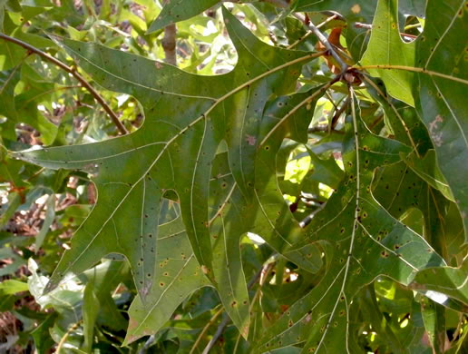 image of Quercus laevis, Turkey Oak