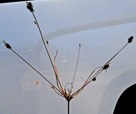 image of Cyperus plukenetii, Starburst Flatsedge, Plukenet’s Flatsedge, Plukenet’s Sedge