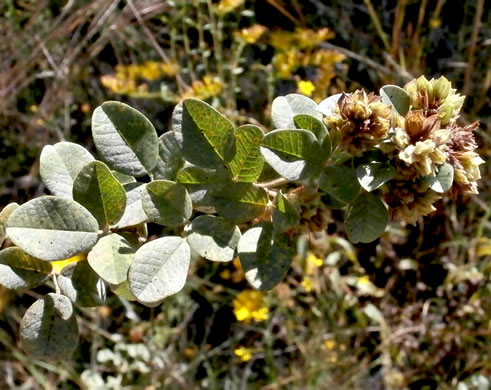 image of Lespedeza hirta +, Hairy Bush-clover, Hairy Lespedeza, Silvery Lespedeza