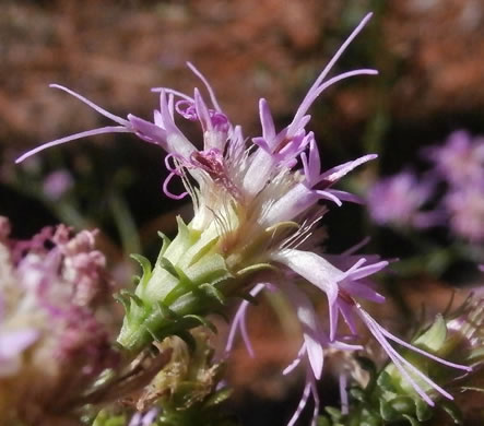 image of Carphephorus bellidifolius, Sandhill Chaffhead, Carphephorus, Sandywoods Chaffhead