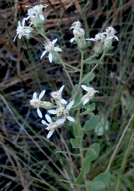 image of Sericocarpus tortifolius, Twisted-leaf Whitetop Aster, Dixie Whitetop Aster