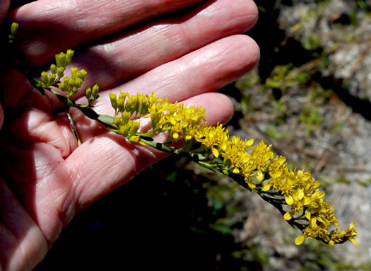 image of Solidago austrina, Piedmont Wand Goldenrod