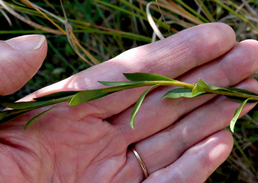 image of Solidago austrina, Piedmont Wand Goldenrod