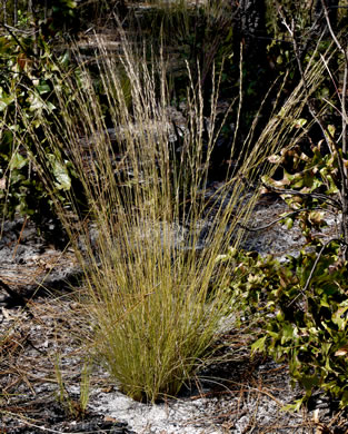 image of Aristida stricta, Carolina Wiregrass, Pineland Three-awn