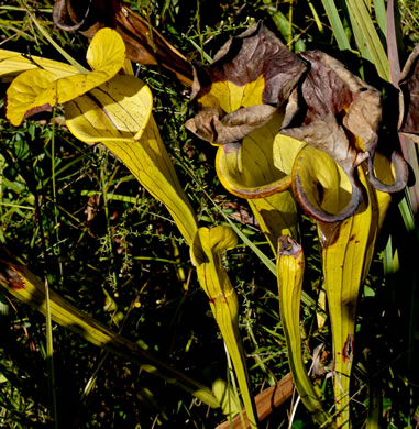 image of Sarracenia flava, Yellow Pitcherplant, Yellow Trumpet, Trumpets