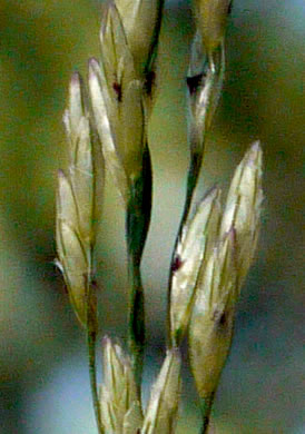 spikelet