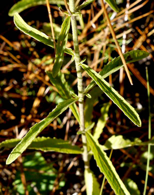 image of Eupatorium album, White Boneset, White-bracted Thoroughwort, White Thoroughwort, White Eupatorium