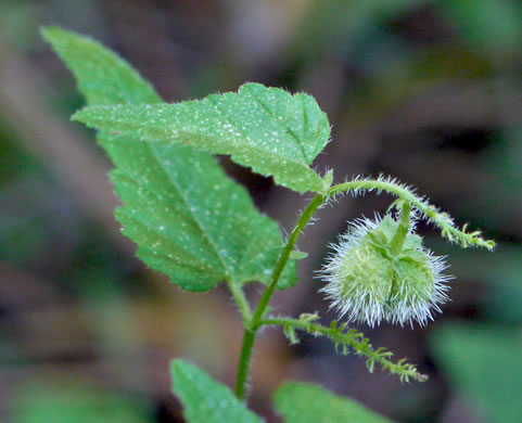 image of Tragia urticifolia, Nettleleaf Noseburn, Tragia