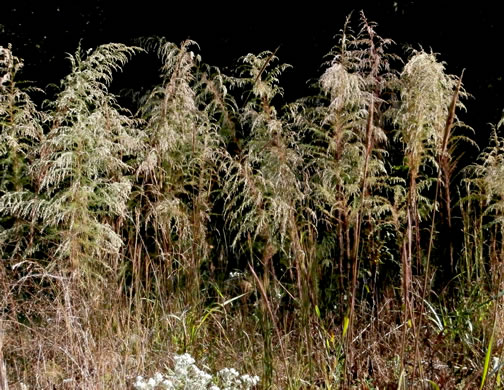 image of Eupatorium capillifolium, Common Dog-fennel, Summer Cedar, Yankeeweed, Cypressweed