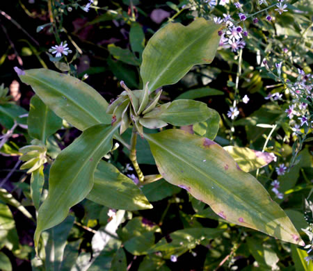 image of Commelina virginica, Virginia Dayflower