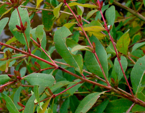 image of Triadenum walteri, Walter’s Marsh St. Johnswort, Greater Marsh St. Johnswort