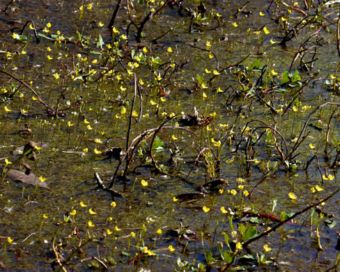 image of Utricularia biflora, Longspur Creeping Bladderwort, Twoflower Bladderwort