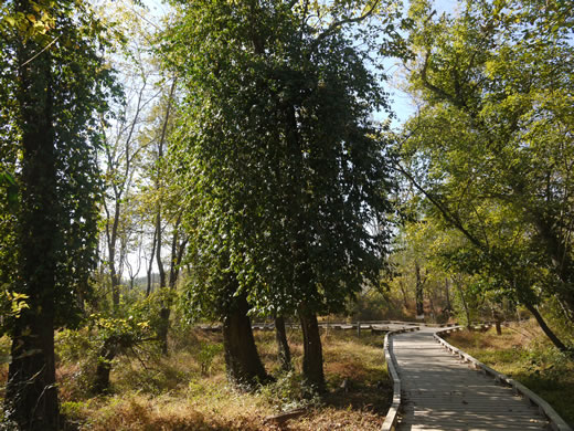 image of Euonymus fortunei, Wintercreeper, Climbing Euonymus, Chinese Spindle-tree