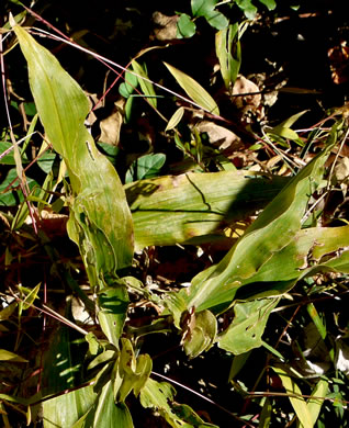 image of Commelina virginica, Virginia Dayflower