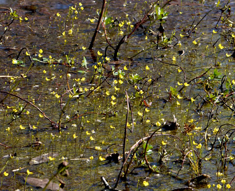 image of Utricularia biflora, Longspur Creeping Bladderwort, Twoflower Bladderwort