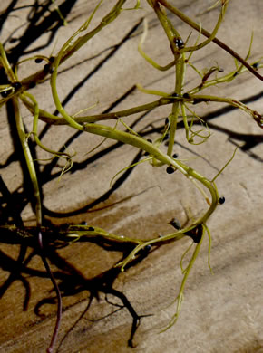 image of Utricularia biflora, Longspur Creeping Bladderwort, Twoflower Bladderwort