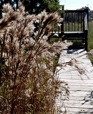 image of Andropogon tenuispatheus, Maritime Bushy Bluestem, Bushy Beardgrass, Maritime Bluestem