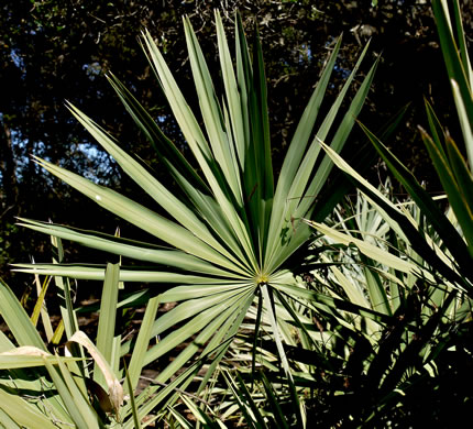 Serenoa repens, Saw Palmetto