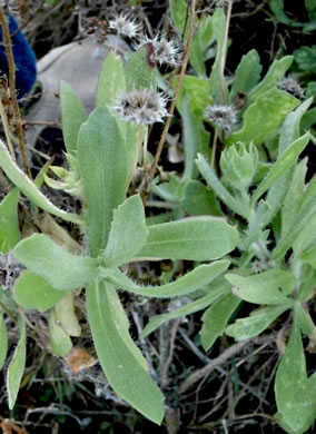 image of Gaillardia pulchella var. drummondii, Beach Blanket-flower, Gaillardia, Firewheel, Indian Blanket Flower