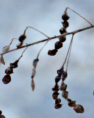 image of Desmodium tortuosum, Florida Tick-trefoil, dixie tick-trefoil